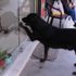 Akıllı köpek Kara her gün aynı saatte kapıyı tıklayıp kendini sevdiriyor Akıllı köpek Kara her gün aynı saatte kapıyı tıklayıp kendini sevdiriyor