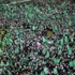 Hamas'ın 27. kuruluş yıl dönümü