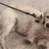 Samsun’da iki bacağı kesilmiş halde yavru köpek bulundu