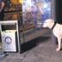 Sahibinin kurşunlanması üzerine panikleyen köpek herkesi duygulandırdı (Yaşam haberleri)