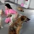 Kaza ve maganda kurşunu kurbanı 12 köpek ‘Engellenenler Evi’nde Kaza ve maganda kurşunu kurbanı 12 köpek ‘Engellenenler Evi’nde