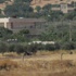 IŞİD'li militanlar sınırı gözlüyor IŞİD'li militanlar sınırı gözlüyor