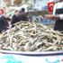 Ordu'daki festivalde 5 ton hamsi dağıtıldı