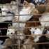 Büyük tepki çeken 'Yulin köpek yeme festivali' başladı Büyük tepki çeken 'Yulin köpek yeme festivali' başladı
