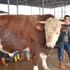 780 kilo karkas eti çıkan 'Ağa' sahibini zengin etti 780 kilo karkas eti çıkan 'Ağa' sahibini zengin etti
