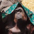 Orangutan mahkeme tarafından 'insan' yerine konuldu
