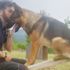 Depremde onlarca hayat kurtarmıştı… Kahraman köpeği zehirlediler Depremde onlarca hayat kurtarmıştı… Kahraman köpeği zehirlediler