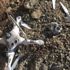 Artvin'de kartal drone parçaladı