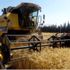 Buğdaydaki rekolte artışı üreticiye çifte bayram yaşatıyor