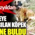 ﻿ Gezmeye çıkarılan köpek hazine buldu