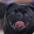 Belediye vergi borcu olan ailenin köpeğine haciz getirip eBay'de sattı