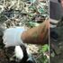 Sarıyer'de ayakları kesilerek karnı yarılmış iki kedi ölüsü bulundu Sarıyer'de ayakları kesilerek karnı yarılmış iki kedi ölüsü bulundu