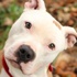 4 yaşındaki kız 6 Pitbull'u dize getirdi 4 yaşındaki kız 6 Pitbull'u dize getirdi