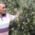 Mut, zeytin ve zeytinyağında altın yılını yaşıyor