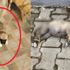 Yavru köpek ayakları ve boynu bağlı olarak ölü bulundu