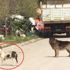 Başıboş pitbull, 2 sokak köpeğini parçaladı