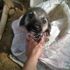 Yavru köpeği çuvala koyup ölüme terk ettiler! Yavru köpeği çuvala koyup ölüme terk ettiler!
