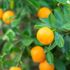 Satsuma mandalinada kesim ve ihracat tarihi açıklandı