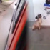 Köpeğin sadakati herkesi duygulandırdı Köpeğin sadakati herkesi duygulandırdı