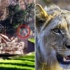 Aslan kafesinde ölüm kalım savaşı! Aslan kafesinde ölüm kalım savaşı!