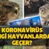 Aman dikkat' Koronavirüs (Covid-19) hangi hayvanlardan geçer?