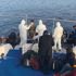 Yunan Sahil Güvenlik’i tarafından ölüme terk edildiler, Türk Sahil Güvenlik’i kurtardı