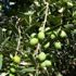 Zeytin tasarısı geri çekildi Zeytin tasarısı geri çekildi