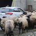 Koyun sürüsü ile karayoluna çıktı, sürücüler şaştı