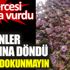 Akdeniz'de binlercesi sahile vurdu. Görenler şaşkına döndü sakın dokunmayın Akdeniz'de binlercesi sahile vurdu. Görenler şaşkına döndü sakın dokunmayın