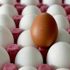 Yumurtada mutluluk var