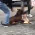 Ağızlıksız gezdirilen pitbull korku dolu anlar yaşattı