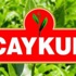 Çaykur 3 bin 500 işçi alacak