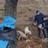Donmak üzere olan köpeklerin imdadına jandarma yetişti Donmak üzere olan köpeklerin imdadına jandarma yetişti
