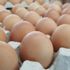 Fransa'da Salmonella bakterisi alarmı! 500 binden fazla yumurtada tespit edildi Fransa'da Salmonella bakterisi alarmı! 500 binden fazla yumurtada tespit edildi