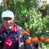 Antalya kumluca da ilkbaharda da mandalina üretilecek