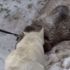 Rusya'da uyuyan ayıyı öldüren vali hakkında dava açıldı