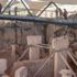 Göbeklitepe'de altın yıl beklentisi