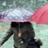 Meteoroloji uyardı... Çok kuvvetli yağış geliyor