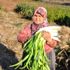 150 yıllık ata tohumlarıyla üretilen pırasa 150 yıllık ata tohumlarıyla üretilen pırasa