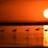 Tuz Gölü'nde yavru flamingo şöleni Tuz Gölü'nde yavru flamingo şöleni