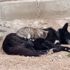 Kedi ile köpeğin gıpta edilen dostluğu Kedi ile köpeğin gıpta edilen dostluğu