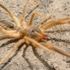 Bir şehir tedirginliği yaşıyor: camel spider ortaya çıktı