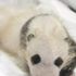 Japonya'da erkek zannedilen panda yavrusu dişi çıktı