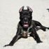 Pitbull besleyene 7 bin 802 lira ceza