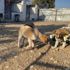 Felçli köpeği 'su borusundan yürüteç' ile hayata bağladı Felçli köpeği 'su borusundan yürüteç' ile hayata bağladı