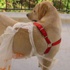 Dikkat: Eviniz köpeğiniz için tehlikelerle dolu Dikkat: Eviniz köpeğiniz için tehlikelerle dolu