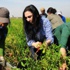 HDP'li Yüksekdağ, Adana'da işçilerle biber topladı HDP'li Yüksekdağ, Adana'da işçilerle biber topladı