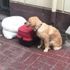 Nişantaşı'nda bir köpeği eşyalarıyla sokağa attılar