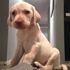 Hırsızlar çaldıkları yavru köpeği küçük kıza geri verdiler