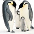 Buzdağı 150 bin pengueni öldürecek